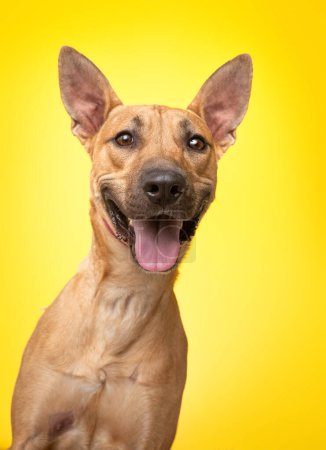 Téléchargez les photos : Photo studio d'un chien mignon devant un fond isolé - en image libre de droit