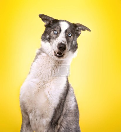 Photo for Studio photo of a cute dog in front of an isolated background - Royalty Free Image