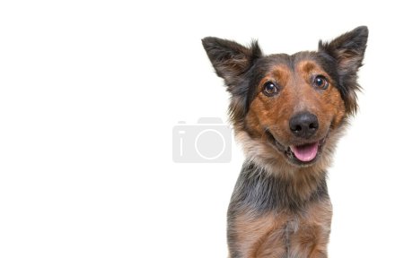 Foto de Estudio disparo de un lindo perro en un fondo aislado - Imagen libre de derechos