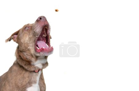 Téléchargez les photos : TRÈS SHALLOW FOCUS sur l'œil d'un chien mignon sur un arrière-plan isolé studio tourné - en image libre de droit