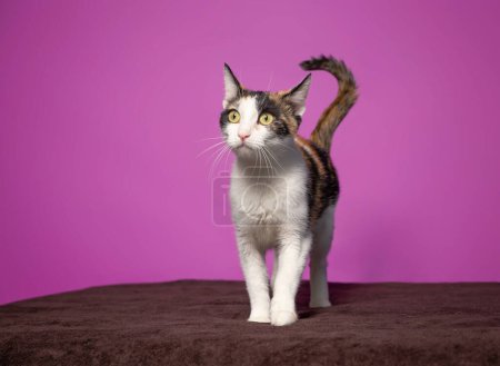 Foto de Estudio disparo de un lindo gato en un fondo aislado - Imagen libre de derechos