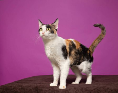 Téléchargez les photos : Plan studio d'un chat mignon sur un fond isolé - en image libre de droit