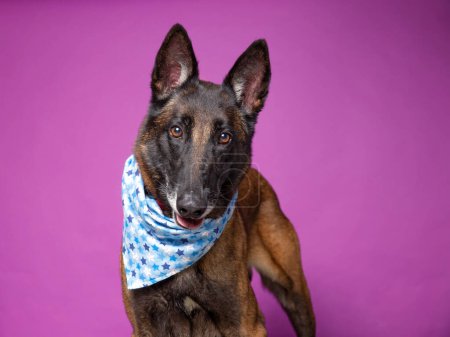 Téléchargez les photos : Plan studio d'un chien mignon sur un fond isolé - en image libre de droit