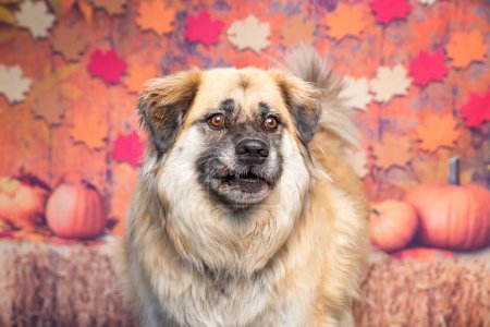 Téléchargez les photos : Plan studio d'un chien mignon sur un fond d'automne isolé - en image libre de droit