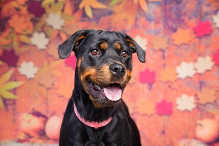 Photo for Studio shot of a cute dog on an isolated fall background - Royalty Free Image