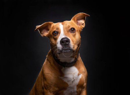 Foto de Estudio disparo de un lindo perro en un fondo aislado - Imagen libre de derechos