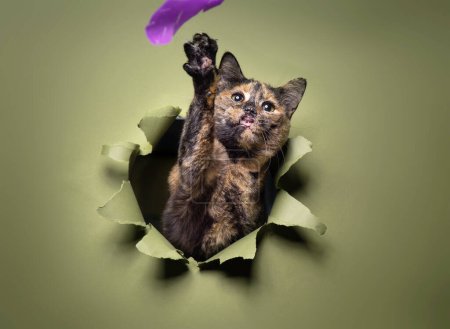 Foto de Estudio disparo de un lindo gatito en un aislado fondo - Imagen libre de derechos