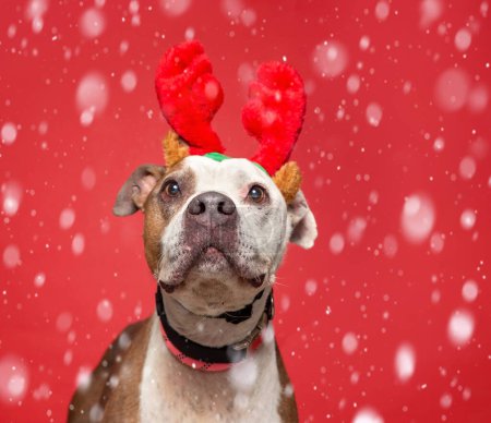 Téléchargez les photos : Studio shot of a cute dog on an isolated Christmas background - en image libre de droit