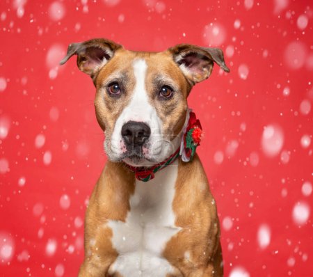 Photo for Studio shot of a cute dog on an isolated Christmas background - Royalty Free Image