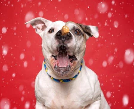 Téléchargez les photos : Plan studio d'un chien mignon sur un fond isolé de Noël - en image libre de droit