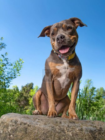 Photo for Wide angle photos of a cute dog outside - Royalty Free Image