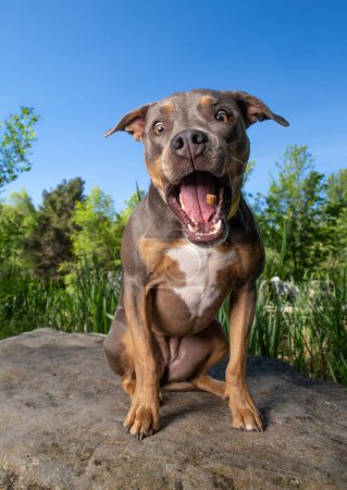 Foto de Fotos de gran angular de un lindo perro fuera - Imagen libre de derechos