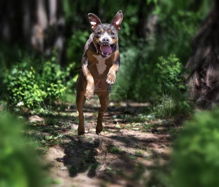 Téléchargez les photos : Photos grand angle d'un chien mignon à l'extérieur - en image libre de droit