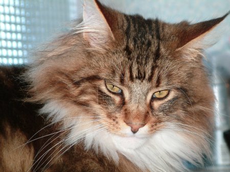 Photo for Maine Coon cat close-up Indoors at home - Royalty Free Image