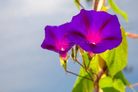 Foto de Ipomoea purpurea (Purple morning glory) flowers over a blue background - Imagen libre de derechos
