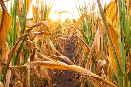 Photo for Parched corn field during 2022 hot and dry summer - Royalty Free Image
