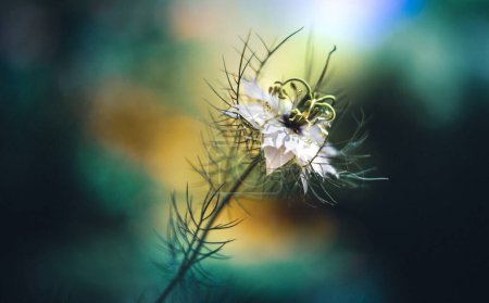 Foto de Amor-en-una-niebla flor-Nigella damascena, planta de jardín casita blanca orgullosamente de pie en mi jardín - Imagen libre de derechos
