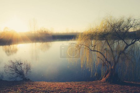 Photo for Wheeping willow tree at the pond, Tarn-et-Garonne, France - Royalty Free Image