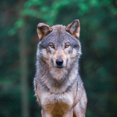 Téléchargez les photos : Loup gris (Canis Lupus) également connu sous le nom de loup des bois, regardant droit dans la forêt - en image libre de droit