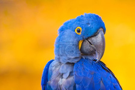 Téléchargez les photos : Portrait de grand perroquet bleu aras jacinthe, ou Anodorhynchus hyacinthinus. Bel oiseau bleu rare. Véritable photographie - en image libre de droit