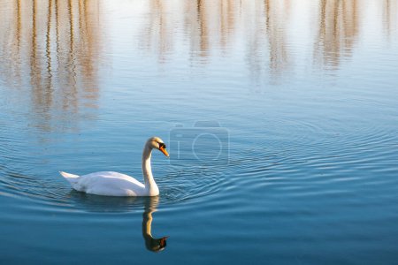 Foto de Cisne mudo (Cygnus olor) deslizándose a través de un lago al amanecer. Fotografía real - Imagen libre de derechos