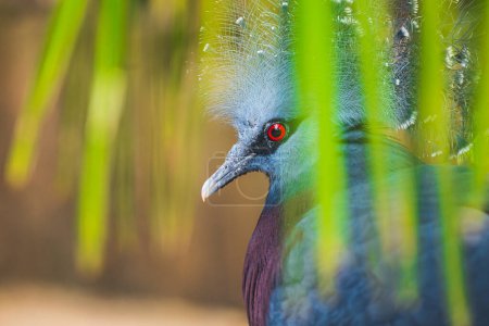 Téléchargez les photos : Le pigeon couronné Victoria se cache derrière le feuillage (Goura victoria), beau pidgeon couronné des forêts et des forêts de Papouasie-Nouvelle-Guinée. Véritable photographie - en image libre de droit