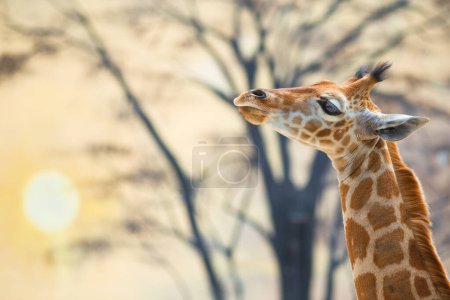 Photo for Young giraffe against trees and the backdrop of sunset. Real photography - Royalty Free Image