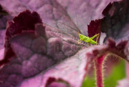 Téléchargez les photos : Petite sauterelle verte (Meconema thalassinum, batteur de Meconema) sur une feuille violette d'heuchère - en image libre de droit