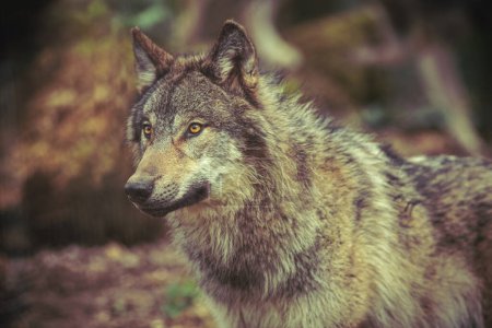 Téléchargez les photos : Loup gris rôdant dans la forêt, photographie brun foncé - en image libre de droit