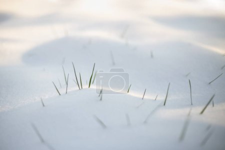 Foto de Hierba primaveral emergiendo de la nieve blanca - Imagen libre de derechos