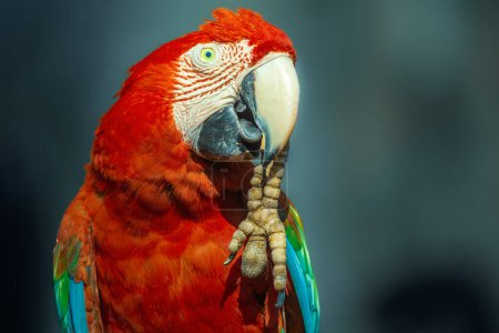 Téléchargez les photos : Oiseau aras rouge écarlate photographié sur fond sombre et flou - en image libre de droit