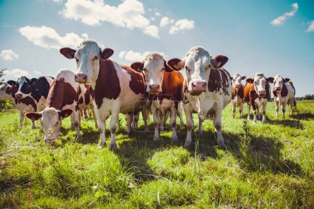 Foto de Grupo de vacas en el pastizal verde buscando - Imagen libre de derechos