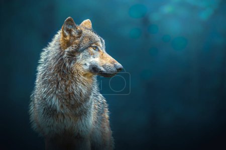 Photo for Sideways portrait of a Gray wolf - Canis Lupus - also known as timber wolf, in the forest - Royalty Free Image