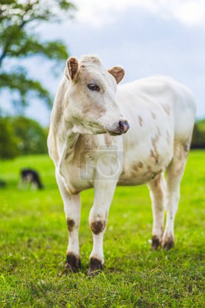 Foto de Joven vaca Charolaise blanca pastando cerca de una granja en el norte de Francia, fotografía vertical - Imagen libre de derechos