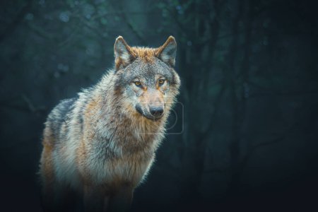 Photo for Gray wolf also known as timber wolf, photography taken in the forest - Royalty Free Image