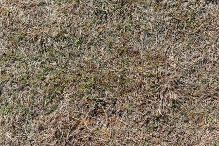 Photo for Dry grass with sheep feces at sunny day high angle view full frame background and texture. - Royalty Free Image