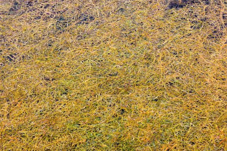 Potamogeton crispus dense flottant sur la surface de l'étang à la journée ensoleillée, fond plein cadre.