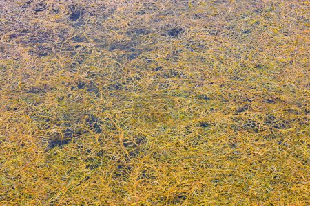 Dense floating curled pondweed potamogeton crispus on pond surface at sunny day, full-frame background.