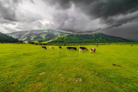 Un troupeau de vaches paissant paisiblement dans une prairie verte avec des montagnes en arrière-plan sous un ciel nuageux, créant un beau paysage naturel
