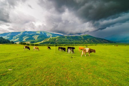 Un troupeau de vaches paissant paisiblement dans une prairie verte avec des montagnes en arrière-plan sous un ciel nuageux, créant un beau paysage naturel