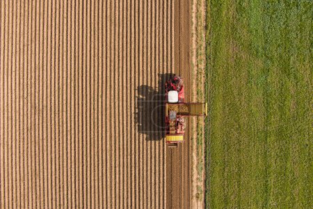 agricultores cosecharon patatas vista superior fotografía aérea con dron
