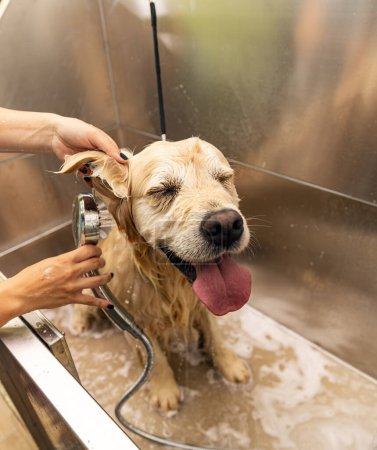 Foto de Bañarse en el golden retriever. Felicidad perro tomando un baño de burbujas. - Imagen libre de derechos