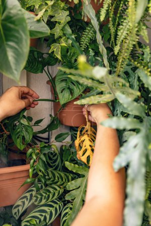 Téléchargez les photos : Concept de jardinage à domicile. Femme main prenant soin de la plante d'intérieur - en image libre de droit