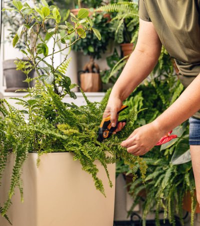 Téléchargez les photos : La femme s'occupe des plantes d'intérieur. Intérieur jungle urbaine. - en image libre de droit