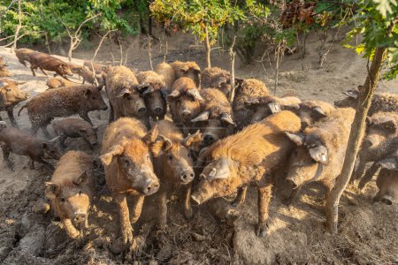 Herde von Mangalica-Schweinen. Private Schweinezucht