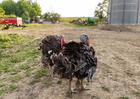 Foto de Beautiful free range turkeys walking in farmyard - Imagen libre de derechos
