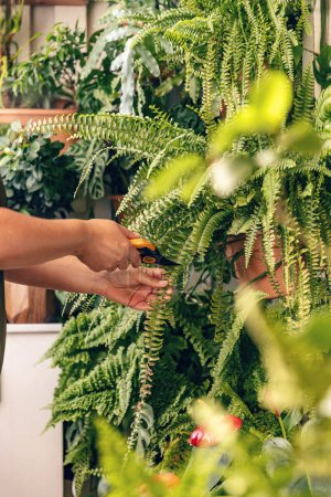 Téléchargez les photos : Soin des plantes. Femme main prenant soin de la plante dans le jardin à la maison. - en image libre de droit