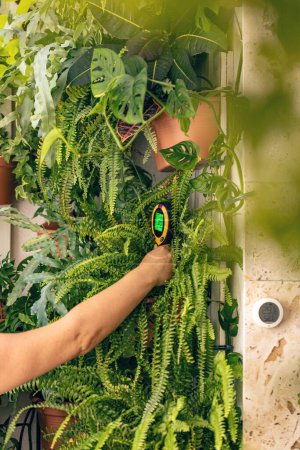 Foto de Mujer examinando su planta de interior de pared verde en casa. Cuidado de la planta - Imagen libre de derechos
