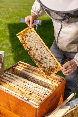 Téléchargez les photos : Cadre en nid d'abeille avec des abeilles tenues par l'apiculteur en vêtements de travail protecteurs pendant la récolte du miel dans le rucher - en image libre de droit