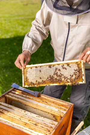 Téléchargez les photos : Concept apicole. Apiculteur récoltant du miel. Apiculteur tenant un nid d'abeille - en image libre de droit